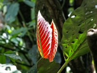 New leaves on a plant