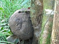 A termite nest next to a tree