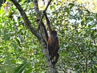 Spider monkeys in the trees