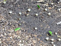 Leaf cutters marching through the forest