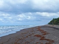 This is where sea turtles come to lay their eggs