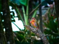 An unknown coloful bird of the rain forest