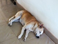 A "cousin" of our dog taking a siesta