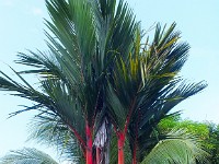 Red palms