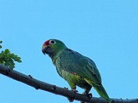 Green parrots in the trees