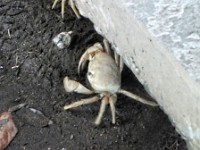 Crabs living under the walkways at the Lodge