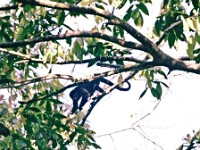 Howler monkeys in the trees