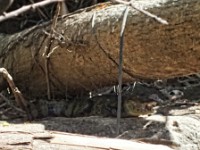 A caiman hising under a fallen tree