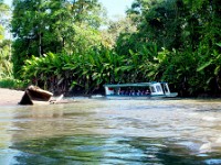 Scenes alon one of the Rio Tortuguero's tributaries