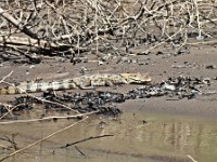 Caimans sunning themselves on the banks