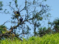 Black vultures in a tree