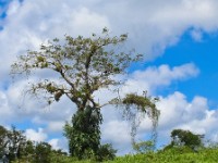 Variuos types of vultures in a tree along the riverbank