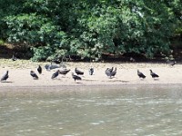 Black and turkey vultures on a riverbank