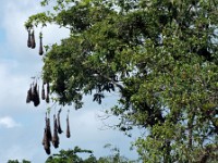 Bird nests of the Montezuma Oropendola