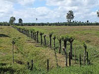 A sample of a "living fence" used in farm fileds