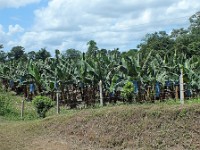 A banana plantation near Guapiles