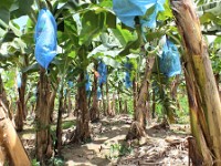 Inside a banana plantation