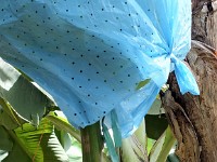 Covers are used to protect the banana crop