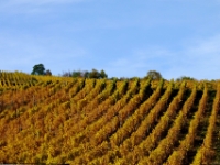 Vineyards in the fall outside of Riquewihr