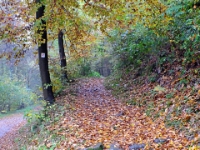 A hike along the Philosopher's Path overlooking Heidelberg