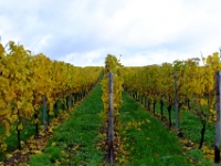 Bicycling through the vinyards near Rudesheim