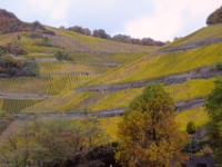 Terraced vineyards