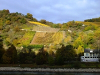 Is this vineyard laid out like an American flag?